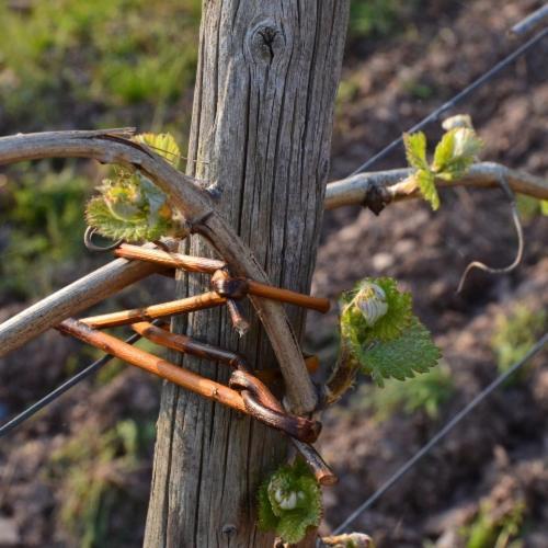 Weingut Erbes-Henn Hotell Ürzig Exteriör bild